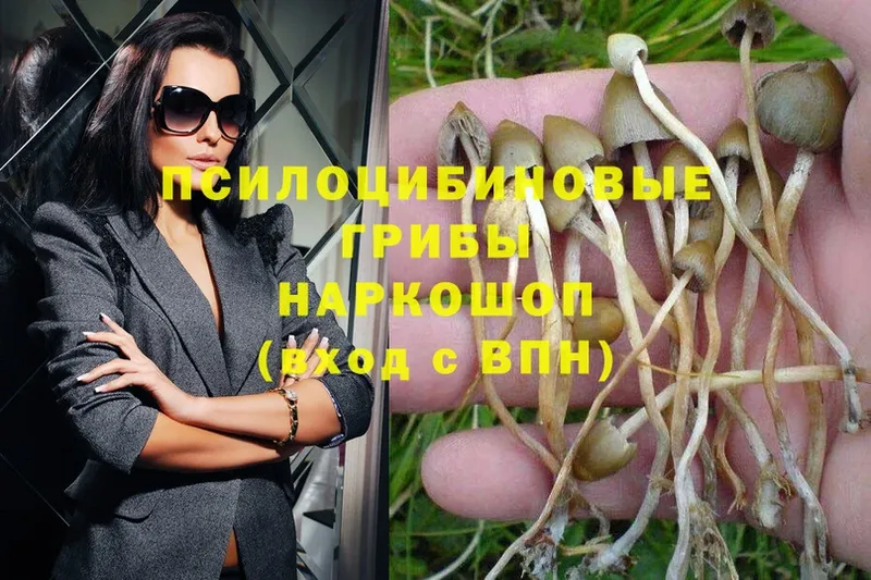 Галлюциногенные грибы Psilocybine cubensis  Цоци-Юрт 